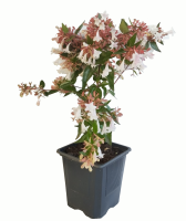 Abelia maceta de 9x9x9.5 (R)